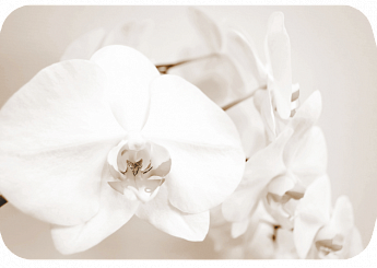 Лунная орхидея Бостон (Триумф-хром) 