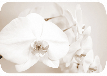 Ленная орхидея Бостон-2 (Триумф-хром) 