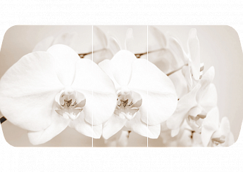Лунная орхидея Бостон-3 (Брифинг-хром) 